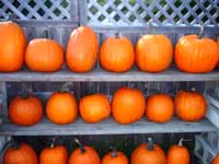 Pumpkins at a fruit stand, photo by Pam Rotella